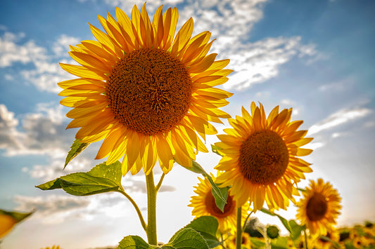 What is Sunflower Oil?