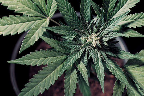 Your CBD Journey & Why it Matters
