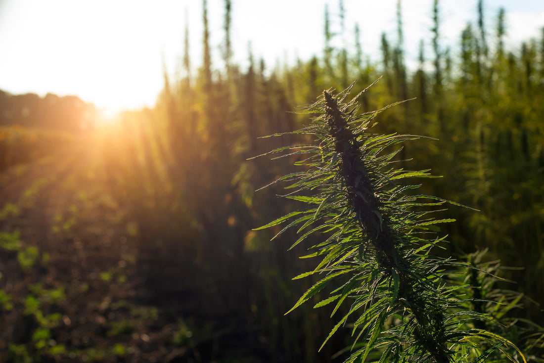Where Does CBD Come From?