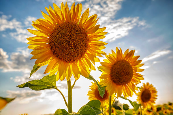 What is Sunflower Oil?