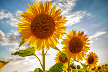 What is Sunflower Oil?